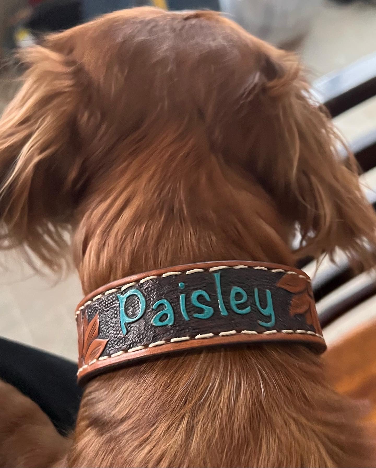 Dog Collar-Deposit